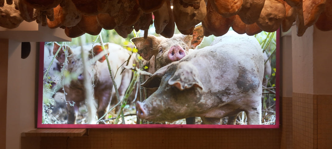 des cochons en liberté pour de futurs jambons produits à bayonne